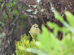 Regulus regulus inermis