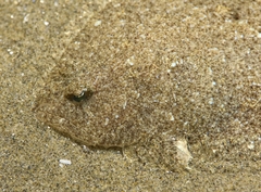 Arnoglossus laterna