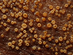 Arachnopeziza trabinelloides