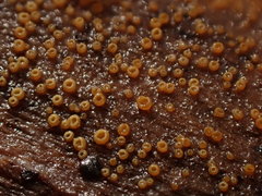 Arachnopeziza trabinelloides