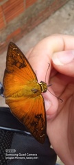 Augiades crinisus