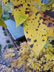 Gnomonia caryae