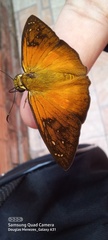 Augiades crinisus