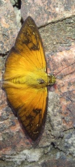 Augiades crinisus