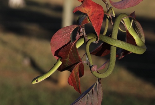 Rough Greensnake