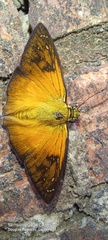 Augiades crinisus