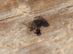 Coenosia atra