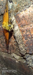 Augiades crinisus