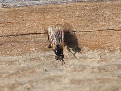 Coenosia atra