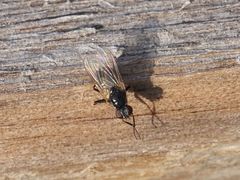 Coenosia atra