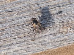 Coenosia atra
