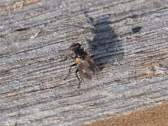 Coenosia atra