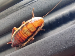 Drymaplaneta heydeniana