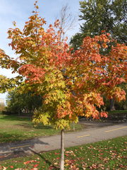 Acer saccharum