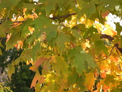 Acer saccharum
