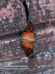 Augiades crinisus