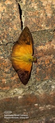 Augiades crinisus