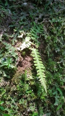 Blechnum asplenioides