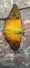 Augiades crinisus