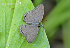 Cissia terrestris