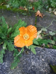 Papaver atlanticum