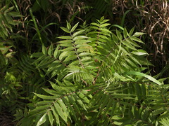 Rhus typhina