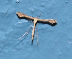 Stenoptilodes brevipennis