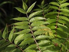 Rhus typhina