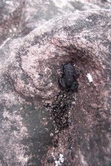 Oreophrynella quelchii