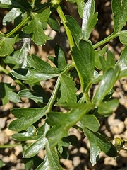 Laserpitium gallicum