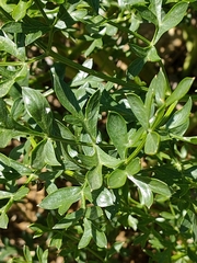 Laserpitium gallicum