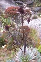 Stegolepis guianensis