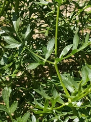 Laserpitium gallicum