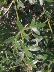 Laserpitium gallicum