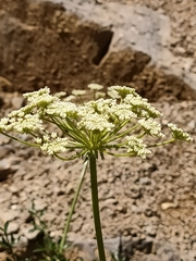 Laserpitium gallicum