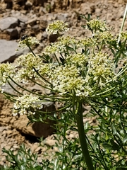 Laserpitium gallicum