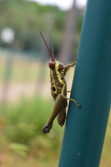 Ommatolampis perspicillata