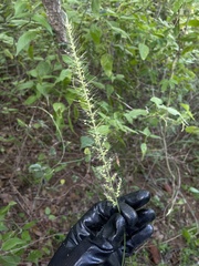 Setaria setosa