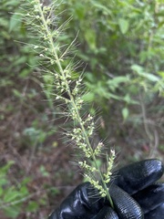 Setaria setosa
