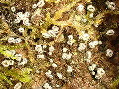 Proliferodiscus pulveraceus