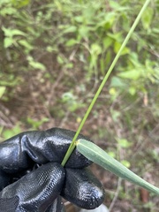 Setaria setosa
