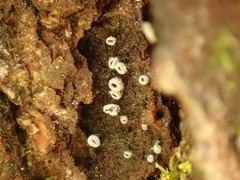 Proliferodiscus pulveraceus