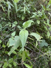 Acalypha cuspidata