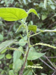 Acalypha cuspidata