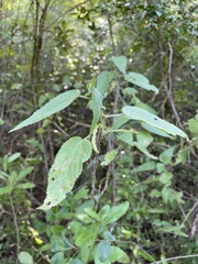 Acalypha cuspidata