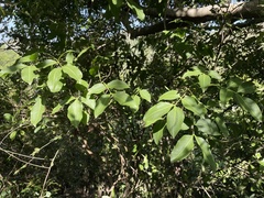 Melicoccus bijugatus