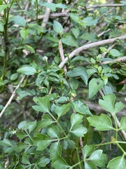 Capsicum annuum glabriusculum