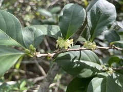 Casearia aculeata