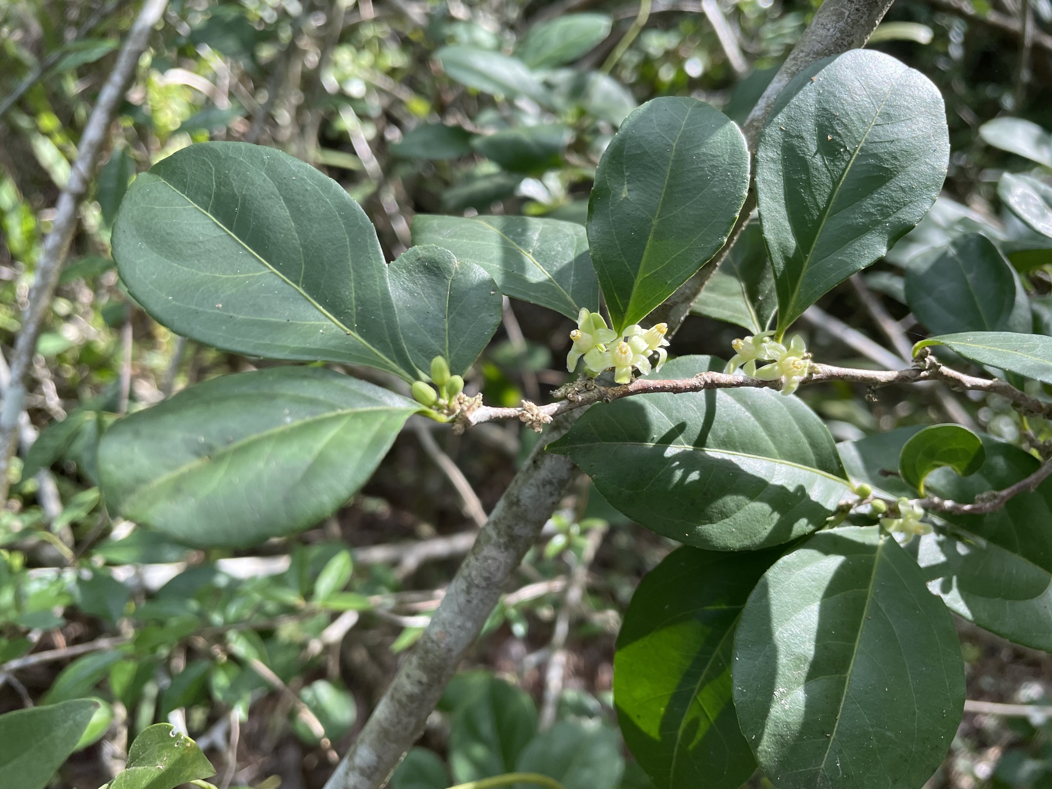 Casearia aculeata