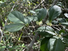 Casearia aculeata